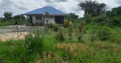 House in Palm Wine Station