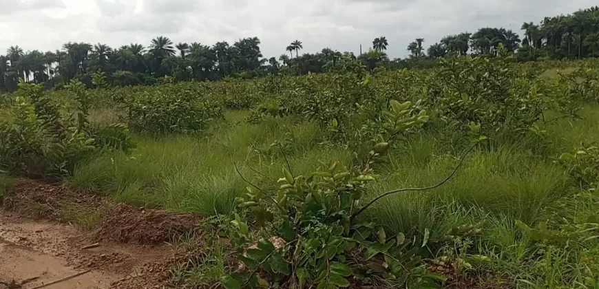 Land Near Charlesville Township. #106