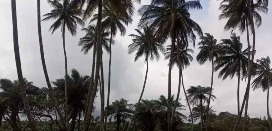 Brewerville Waterfront Land #111