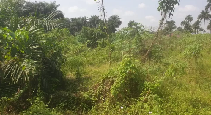 2 Lots for Sale #112