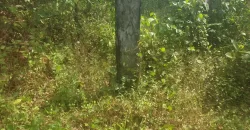 2 Lots for Sale #112