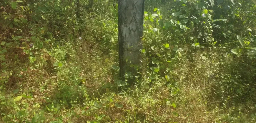 2 Lots for Sale #112