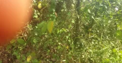 2 Lots for Sale #112