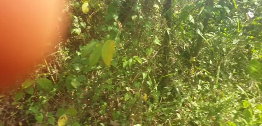 2 Lots for Sale #112