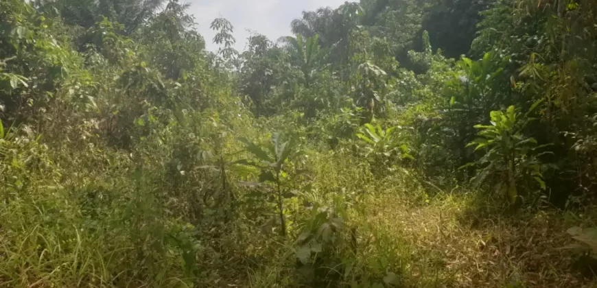 Huge Farmland near Benoni Urey’s Farm #118