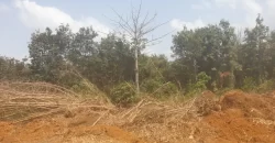 Huge Farmland near Benoni Urey’s Farm #118