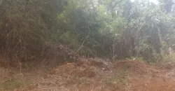 Huge Farmland near Benoni Urey’s Farm #118