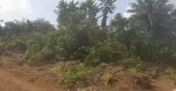 Huge Farmland near Benoni Urey’s Farm #118