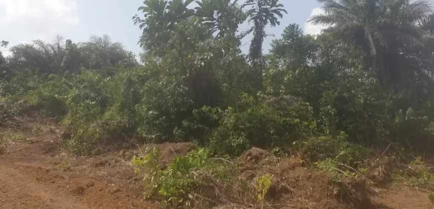 Huge Farmland near Benoni Urey’s Farm #118