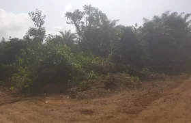 Huge Farmland near Benoni Urey’s Farm #118
