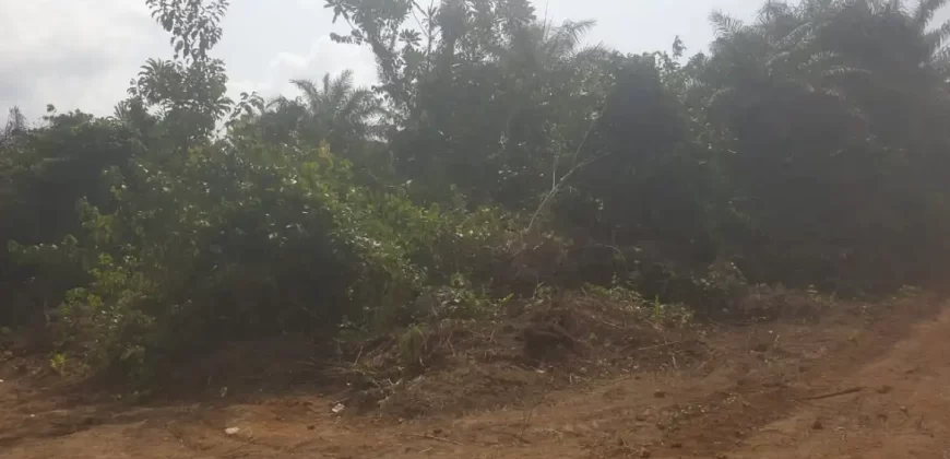 Huge Farmland near Benoni Urey’s Farm #118