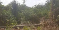 Huge Farmland near Benoni Urey’s Farm #118