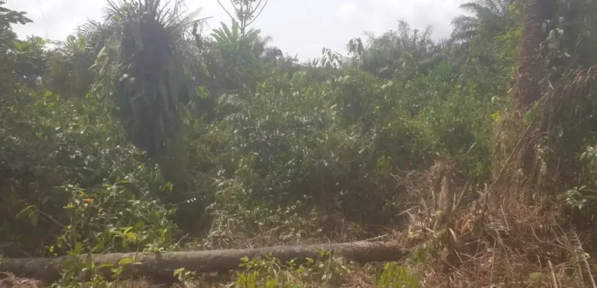 Huge Farmland near Benoni Urey’s Farm #118