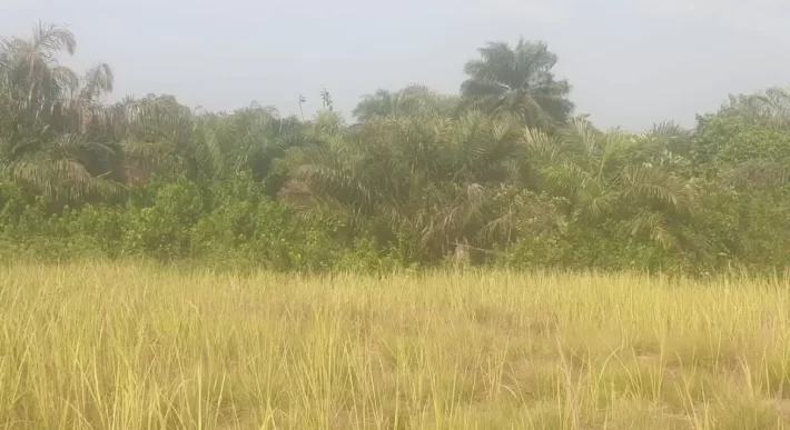 12 Acres of Dry Land Near Marshall. #116