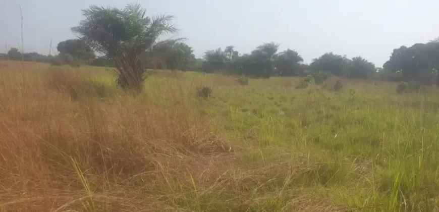 12 Acres of Dry Land Near Marshall. #116