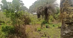 Land in Zoewenh Town, Margibi County