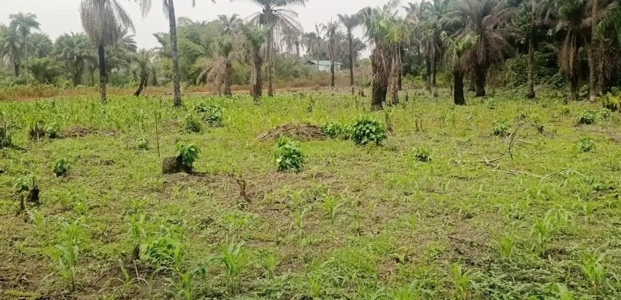 Land in Zoewenh Town, Margibi County