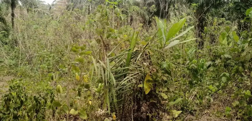 Land in Zoewenh Town, Margibi County