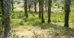 Land in Fokos Town near Marshall City #119