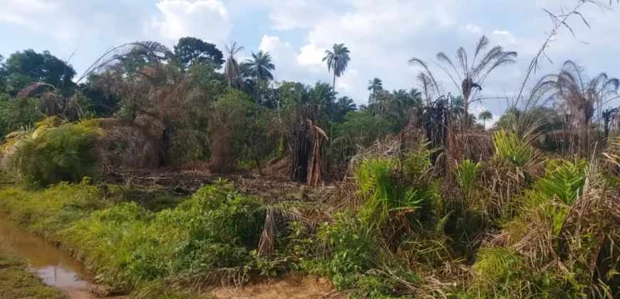 Huge Farmland in Tulaymu Town
