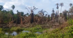 Huge Farmland in Tulaymu Town