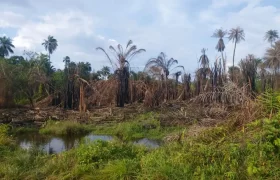 Huge Farmland in Tulaymu Town