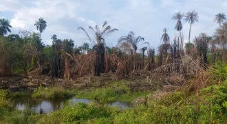 Huge Farmland in Tulaymu Town