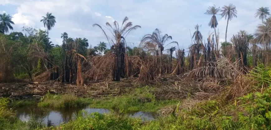 Huge Farmland in Tulaymu Town