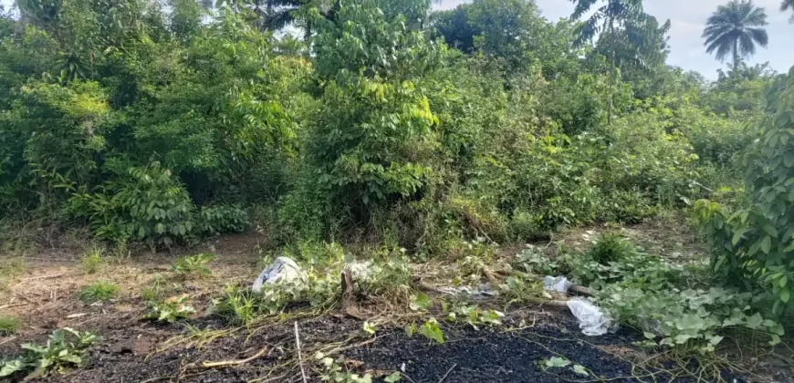 Huge Farmland in Tulaymu Town