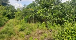 Huge Farmland in Tulaymu Town