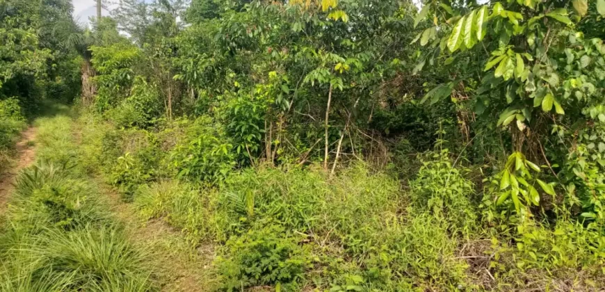 Huge Farmland in Tulaymu Town