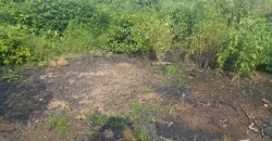 Huge Farmland in Tulaymu Town