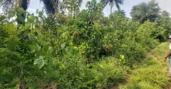 Huge Farmland in Tulaymu Town
