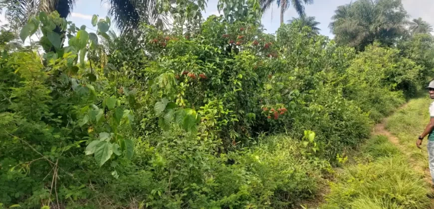 Huge Farmland in Tulaymu Town