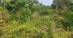 Huge Farmland in Tulaymu Town