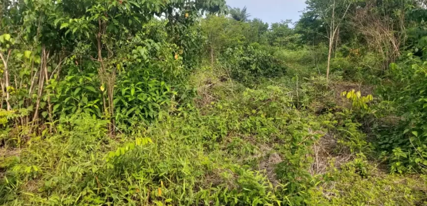Huge Farmland in Tulaymu Town