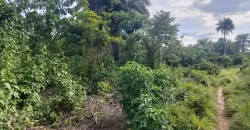 Huge Farmland in Tulaymu Town