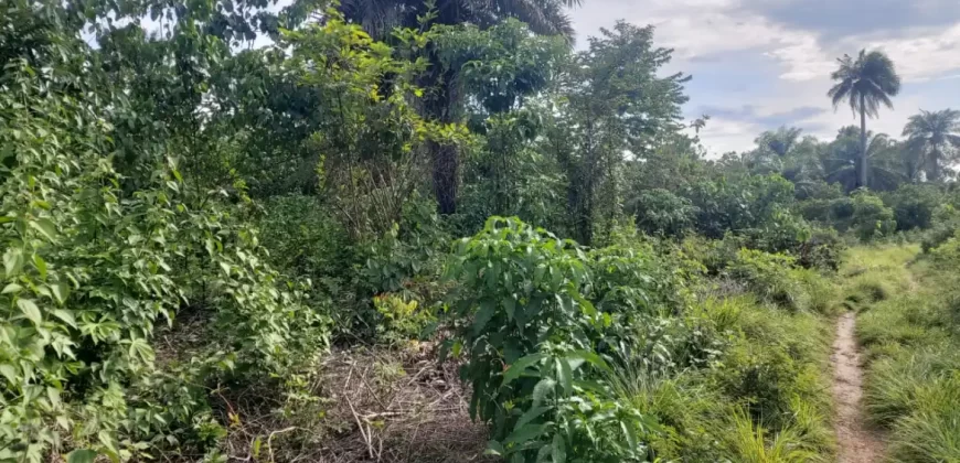 Huge Farmland in Tulaymu Town