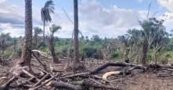 Huge Farmland in Tulaymu Town