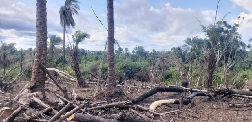 Huge Farmland in Tulaymu Town