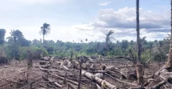 Huge Farmland in Tulaymu Town