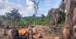 Huge Farmland in Tulaymu Town