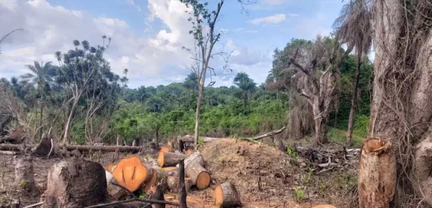 Huge Farmland in Tulaymu Town
