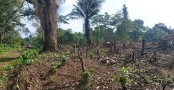 Huge Farmland in Tulaymu Town