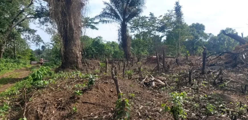 Huge Farmland in Tulaymu Town