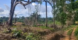 Huge Farmland in Tulaymu Town