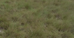 Beach Community Land      $1,700 per Lot